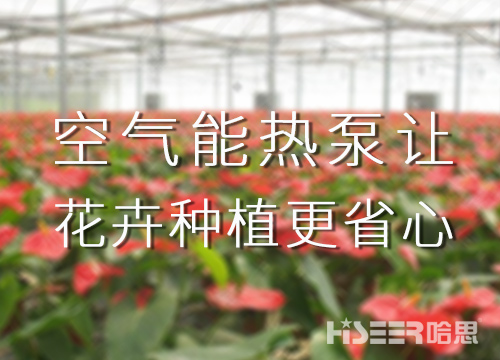 空气能热泵让花卉莳植更省心，优品率可达90%以上